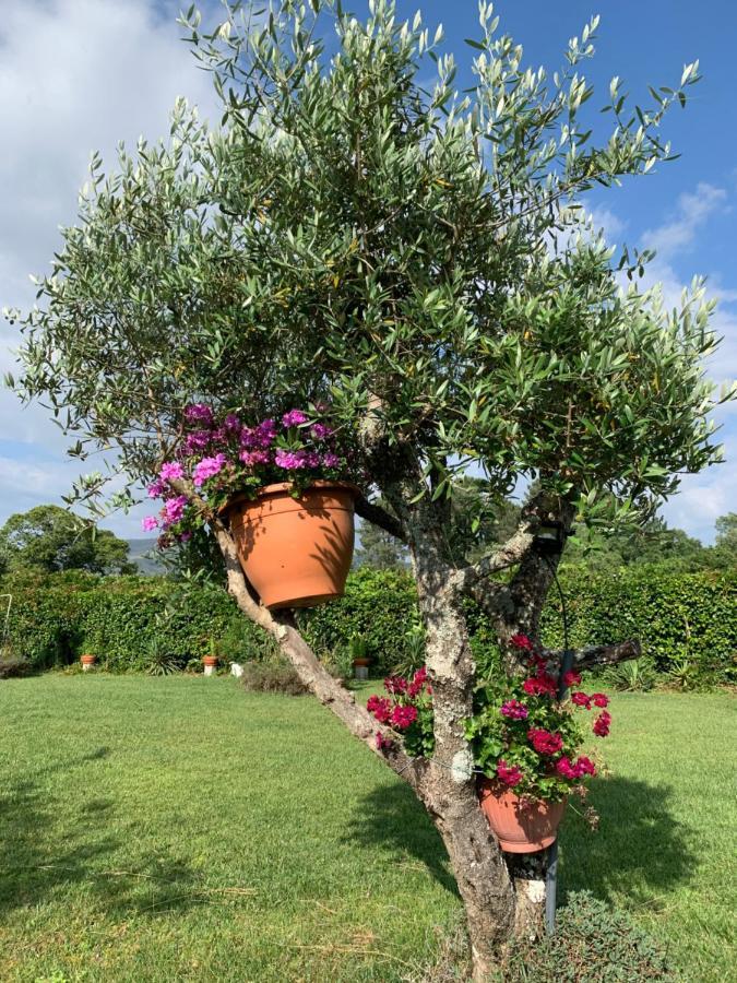 Quinta Do Pinheiral Βίλα Favoes Εξωτερικό φωτογραφία