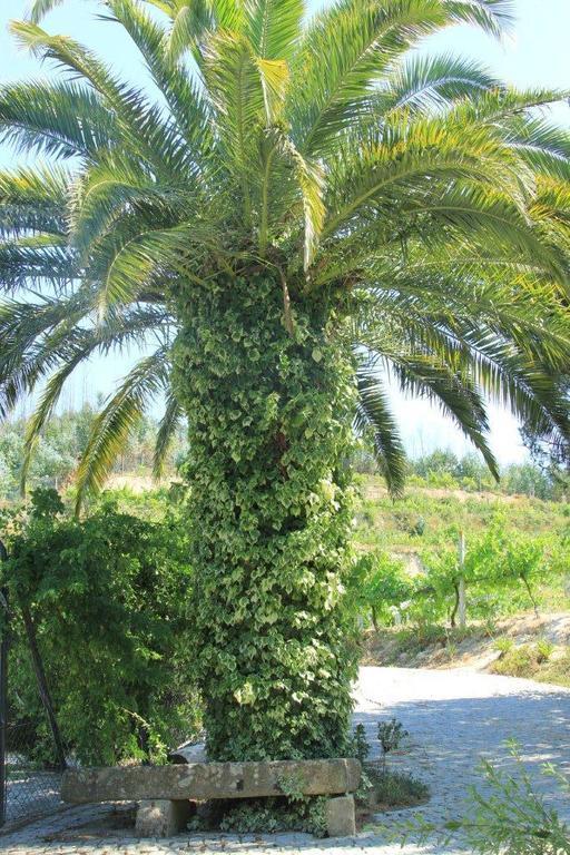 Quinta Do Pinheiral Βίλα Favoes Εξωτερικό φωτογραφία